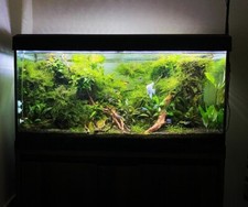 200l aquarium absolut - aquarium.,