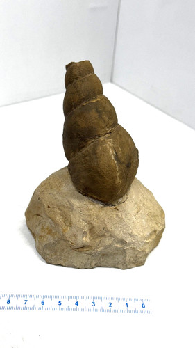 Versteinerte schnecke länge - schnecke,
