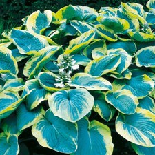 Hosta Knolle Zierblätter