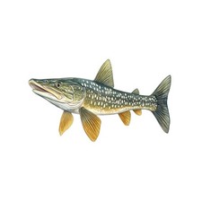 Northern Pike Pike Fish Decal