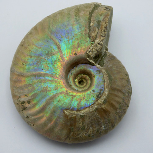 Fossil ammonit irisierender - fossil,
