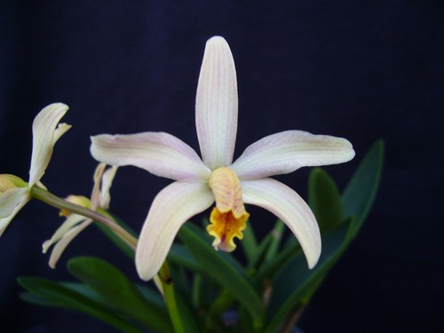 Cattleya little lemon drops - little,