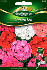 Geranien stehende Mischung -