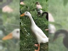 Bruteier Eier Laufenten 5