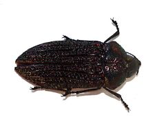 COLEOPTERA, BUPRESTIDAE