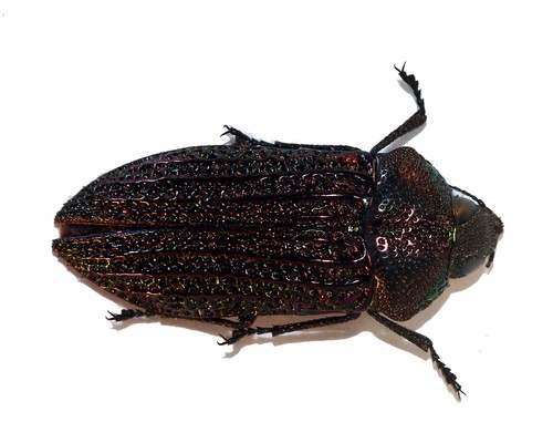 Coleoptera buprestidae - coleoptera,,