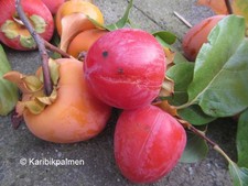 Diospyros Kaki 'Fuyu' Früchte Kakibaum  winterharte Pflanze 150-170cm veredelt