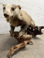 Dachs - Tierpräparat -