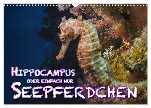 Hippocampus oder einfach nur