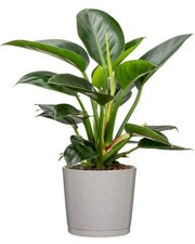 Scheurich Blumentopf 883 Übertopf Versch Farben & Größen Pflanztopf Pflanzgefäß