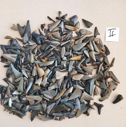 250 gramm haizahn haifischzahn - haizahn,