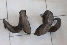 Widderhörner Wildschaf