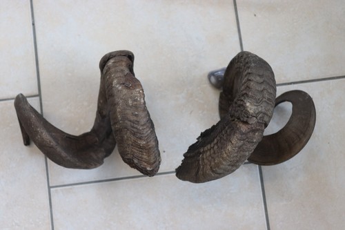 Widderhörner wildschaf - widderhörner,