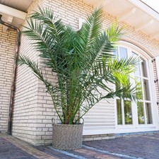 Phoenix canariensis – Kanarische Dattelpalme – 300 cm – Ø 50 cm