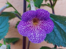 Achimenes - Lionheart 'A',  BriD's Antonia Fietz, - Barbara