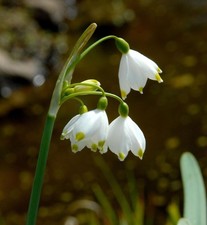 Sommer Knotenblume - Leucojum