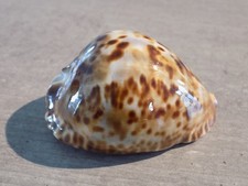 Muschel: NEW CYPRAEA ZOILA