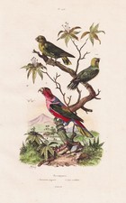 Papageien parrot Perruche Lori