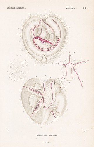 Seeigel spatangus anatomie sea - seeigel,