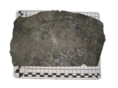 Perm fisch fossil muse - fisch,