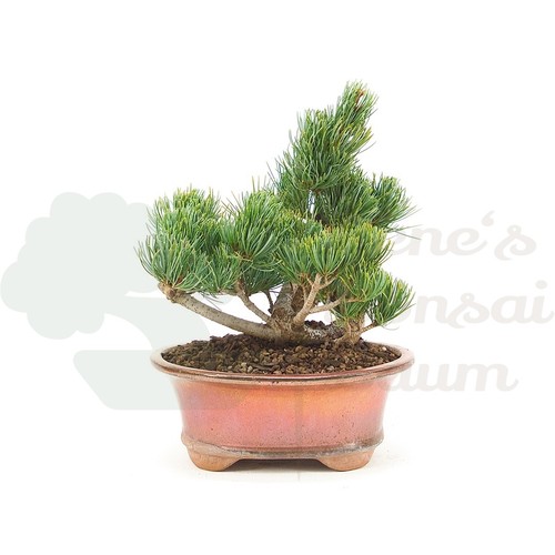 Bonsai mädchenkiefer pinus - bonsai,