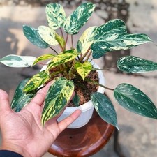 Philodendron Emerald Ice