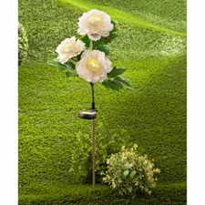 Solar-Pfingstrose mit 3