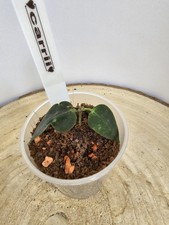 Heavenly hoya carrii - hoya,