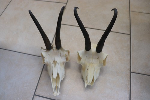 Gams gemse gamskrickerl - gemse,