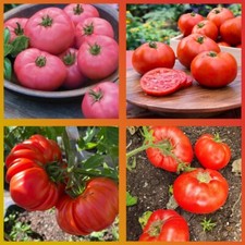 Türkische Tomaten Set - 4 Verschiedene Samenfeste Sorten - Tomaten Samen Saatgut