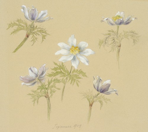 Thaeter - e., (1864-1933)