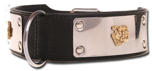 American pit bull - american,