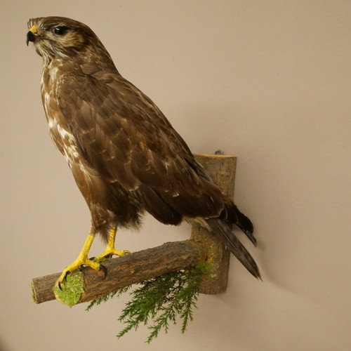 Mäusebussard bussard - mäusebussard,