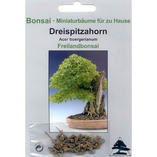 Bonsai samen von acer - bonsai, 30