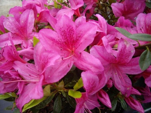 Japanische azalee purple - azalee,