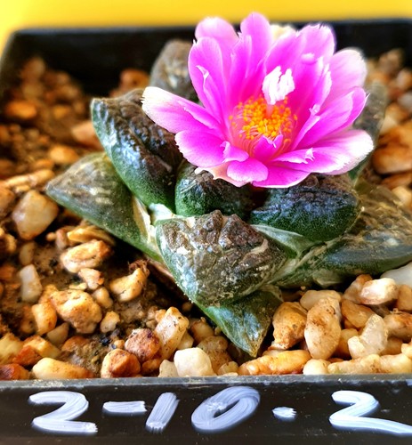 Ariocarpus spec auf eigenen - spec.,