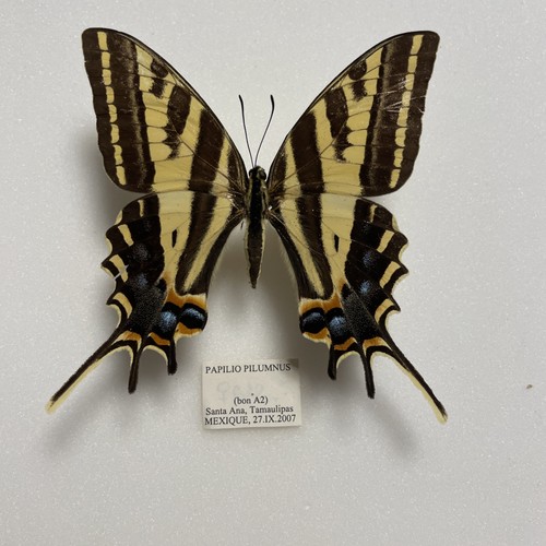 Entomologie*Papilio