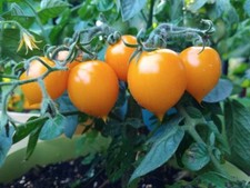 Sale1368 Tomate Aztek 10 Samen