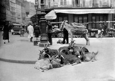 A herd goats fell asleep