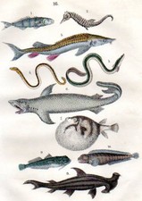 1861 MARTIN HC HOLZSTICH. Weiß & Hammerhai, Seepferdchen, Kugelfisch, Neunauge