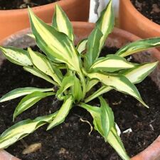 Funkie TEENY WEENY BIKINI im Topf