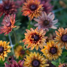 Sonnenhut 'SAHARA' 15 Samen