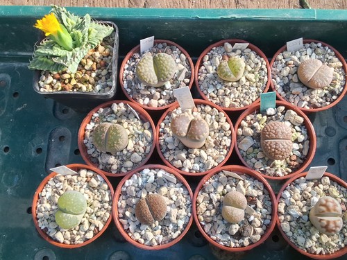 Lithops lebende steine 10er - lebende, steine,