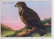 BUTEO BUSE VARIABLE COMMON BUZZARD MÄUSEBUSSARD RAPACE OİSEAU BİRD BILDKARTE