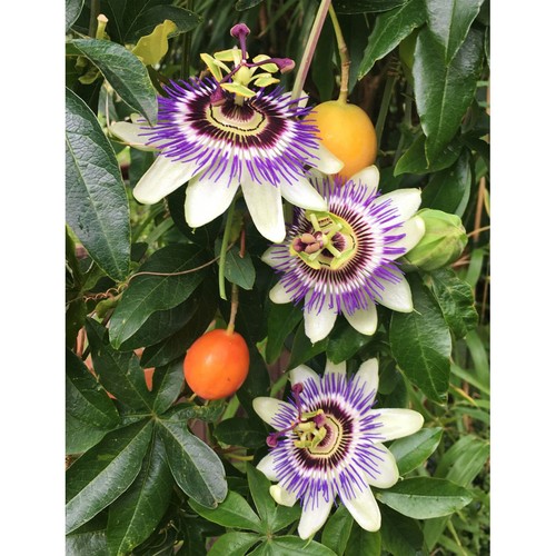 Passionsblume passionsfrucht - passionsblume,