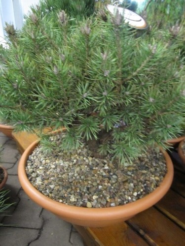 Pinus sylvestris lettland - sylvestris,