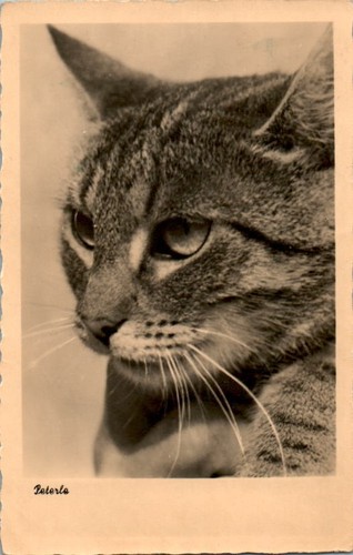 Peterle katze - peterle,
