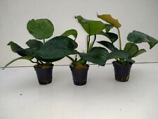 Anubias Barteri Sperrblatt, barschfest 3Töpfe Aquariumpflanzen lebende Pflanze