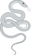 XXL 18X18 Car Decal Snake