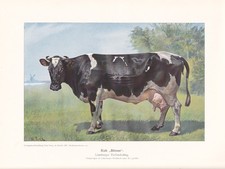 Lüneburger Kuh "Blesse" FARBDRUCK von 1925 Reprint